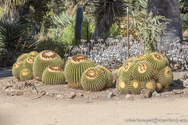 arizona garden